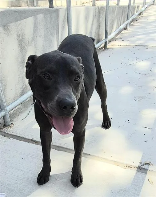 An adult medium-sized male Labrador Retriever dog named Byron for adoption in San Antonio, TX