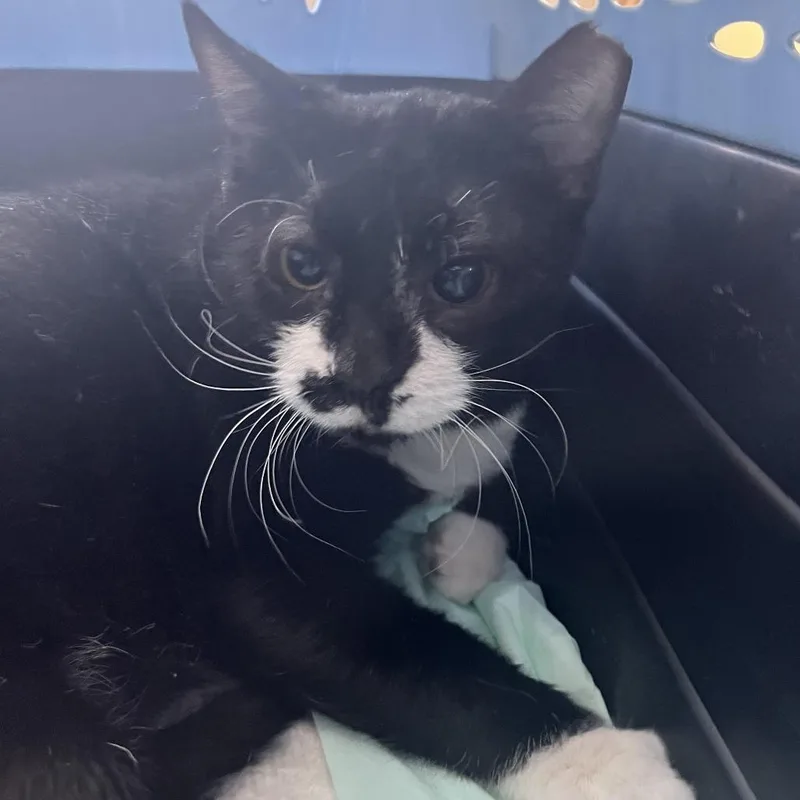 An adult large-sized male Domestic Short Hair cat named Caesar for adoption in Chicago, IL