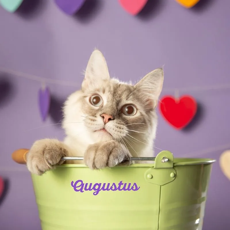 A young small-sized male White Domestic Short Hair cat named Augustus for adoption in Springfield, MO