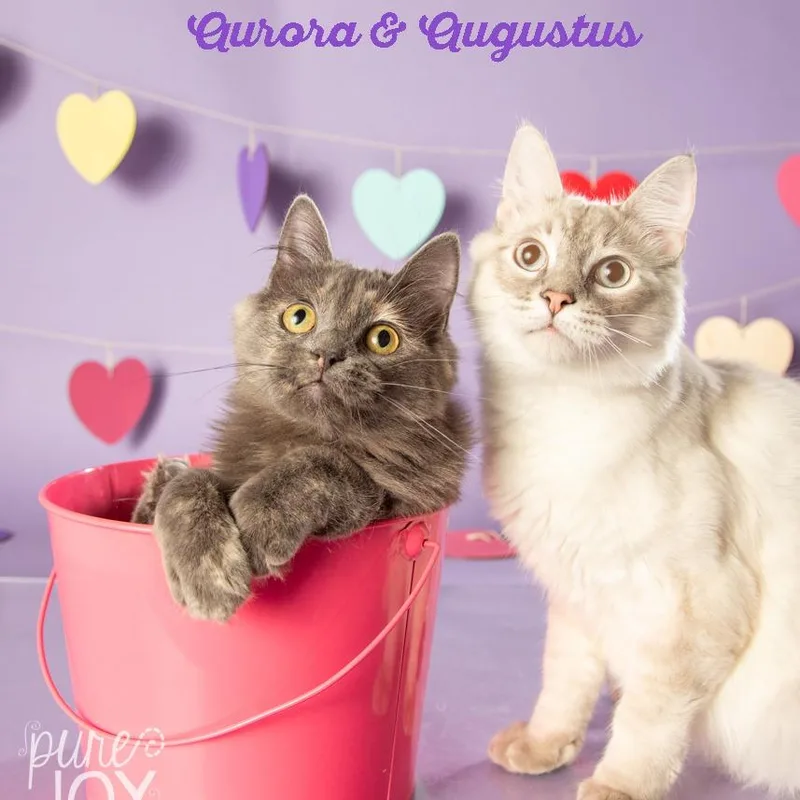 Augustus thumbnail 6
