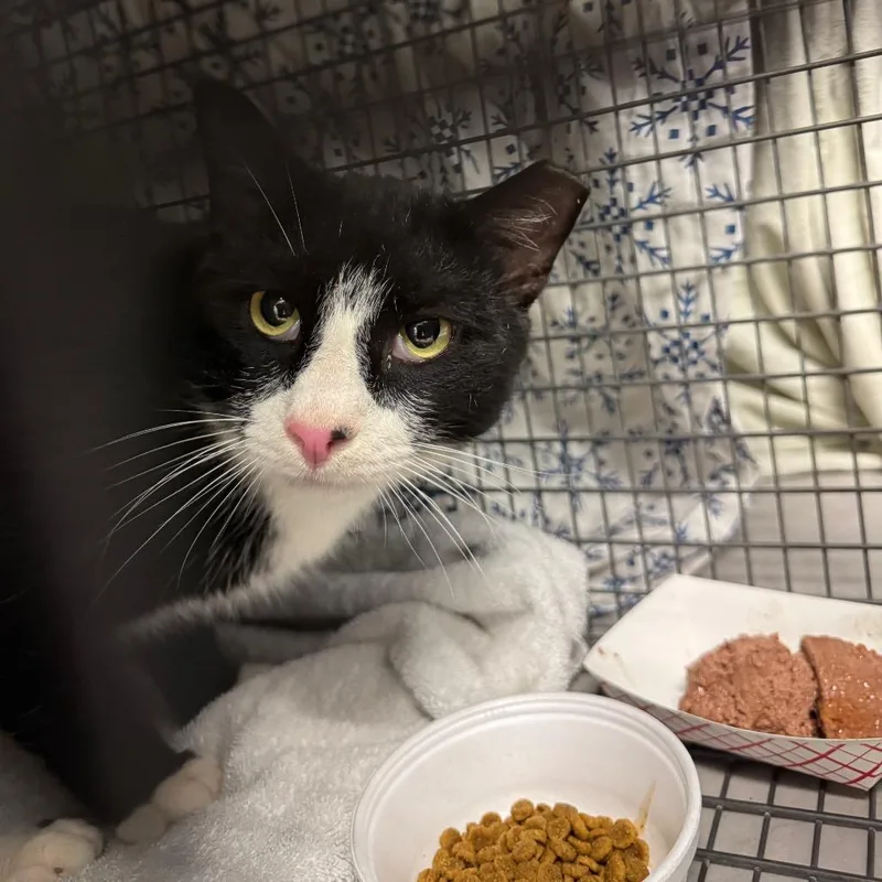 An adult large-sized male Black Domestic Short Hair cat named Mr. Moseby for adoption in York, PA