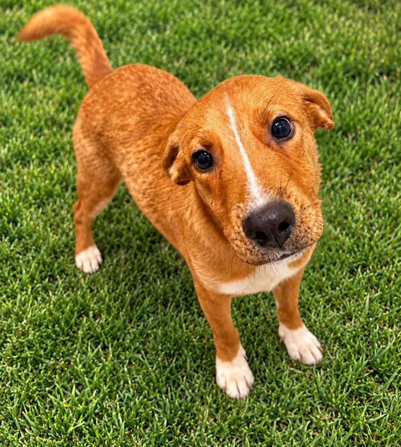 A young medium-sized male Golden Labrador Retriever dog named Roam'n for adoption in Winter Haven, FL