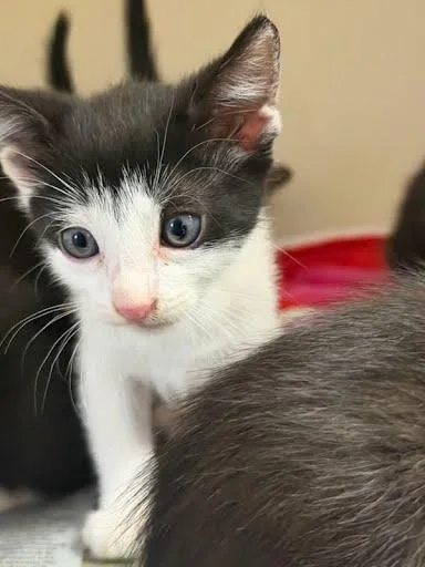 A baby small-sized male Domestic Short Hair cat named Penne for adoption in Chamblee, GA