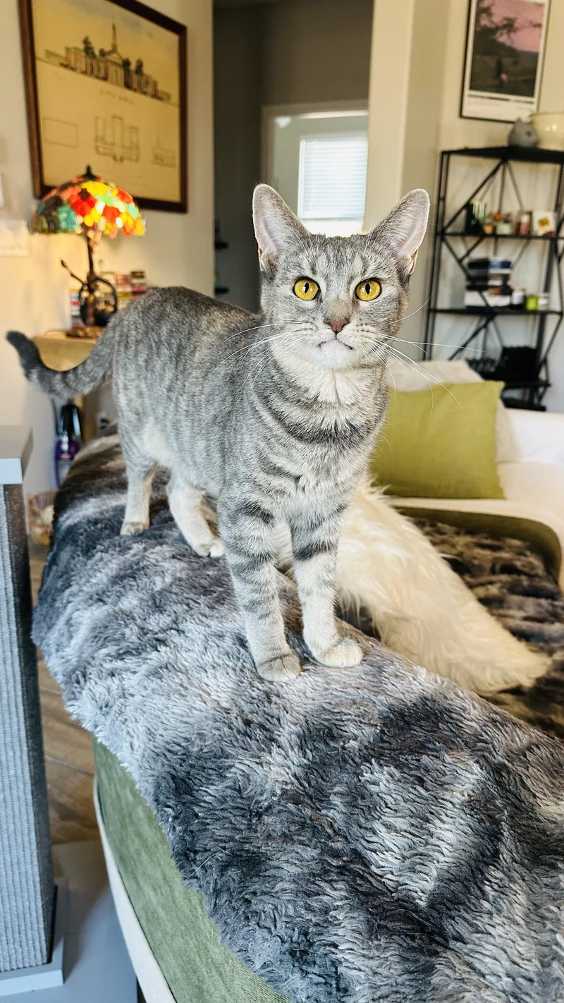 An adult medium-sized female Tabby (Gray / Blue / Silver) Domestic Short Hair cat named Artemis for adoption in Peoria, AZ