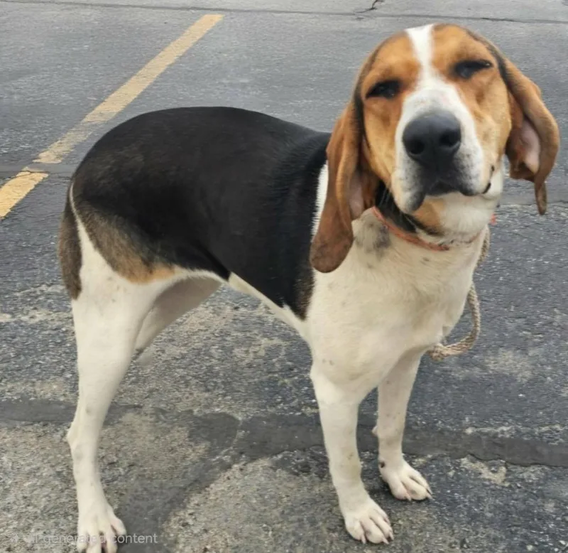 An adult medium-sized female Coonhound dog named Fern for adoption in Hillsdale, IN