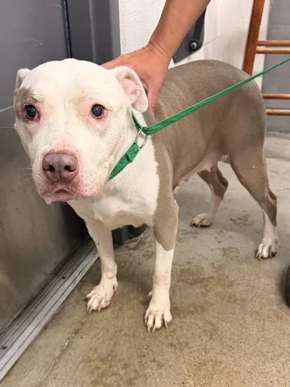 An adult medium-sized female Gray / Blue / Silver Pit Bull Terrier dog named Delilah for adoption in Cleveland, OH