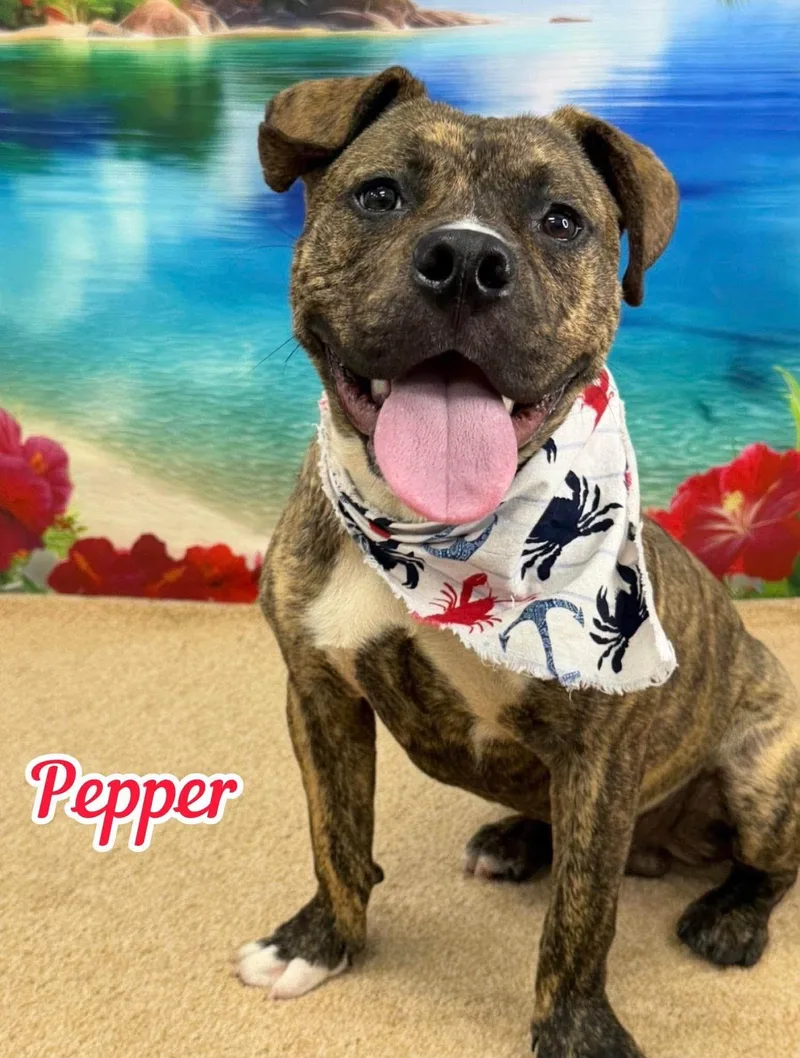 A young medium-sized male Brindle Mixed Breed dog named Pepper for adoption in Flint, MI