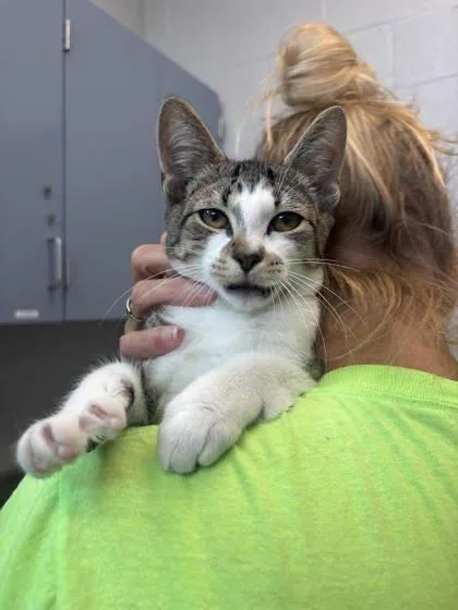 A baby small-sized male Domestic Short Hair cat named Elephent for adoption in Manteo, NC