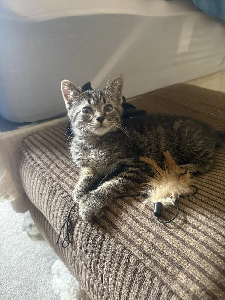 A baby small-sized male Tabby (Brown / Chocolate) Tabby cat named Lucius for adoption in Plymouth, MI