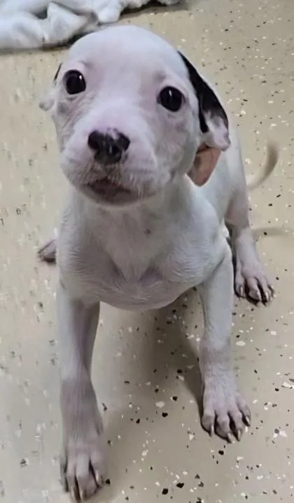 A baby small-sized female White / Cream Pit Bull Terrier dog named Willow for adoption in Bishop, GA