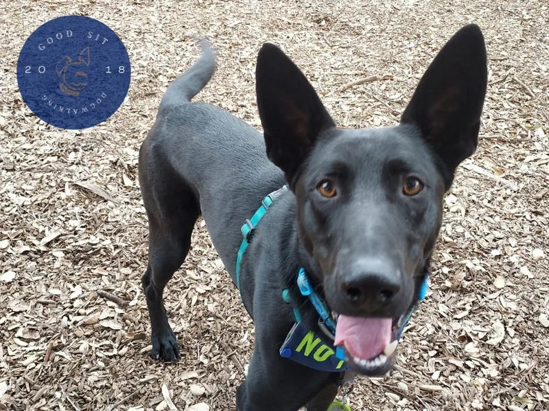An adult large-sized male German Shepherd Dog dog named Ranger for adoption in San Jose, CA