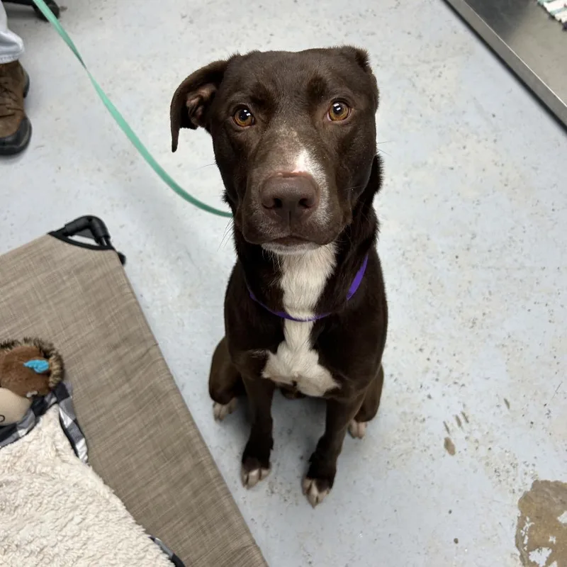 An adult medium-sized male Brown / Chocolate Labrador Retriever dog named Bosco for adoption in Uniontown, PA