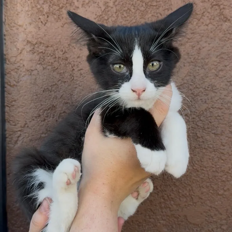 Betty & Otto thumbnail 2