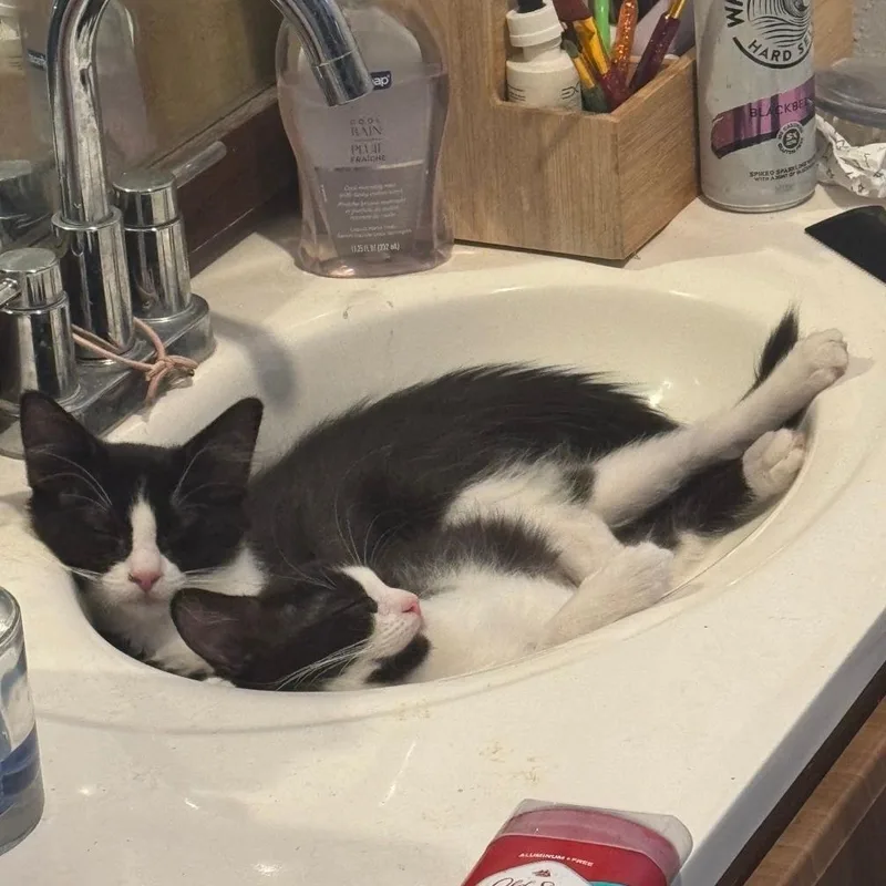 Betty & Otto thumbnail 4