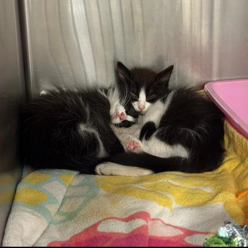 Betty & Otto thumbnail 5