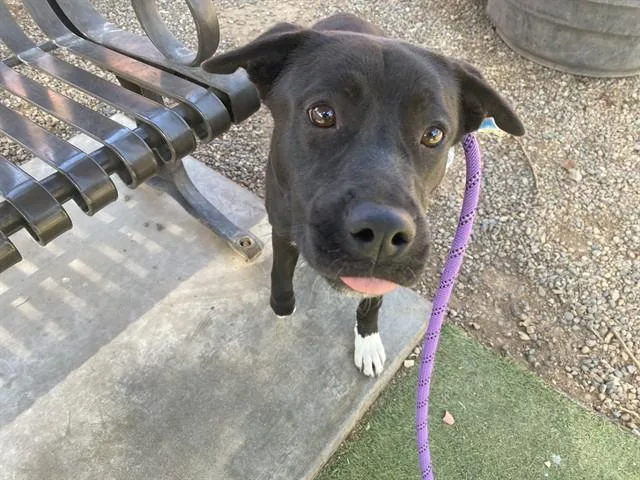 A young large-sized female Labrador Retriever dog named Charlotte for adoption in Phoenix, AZ