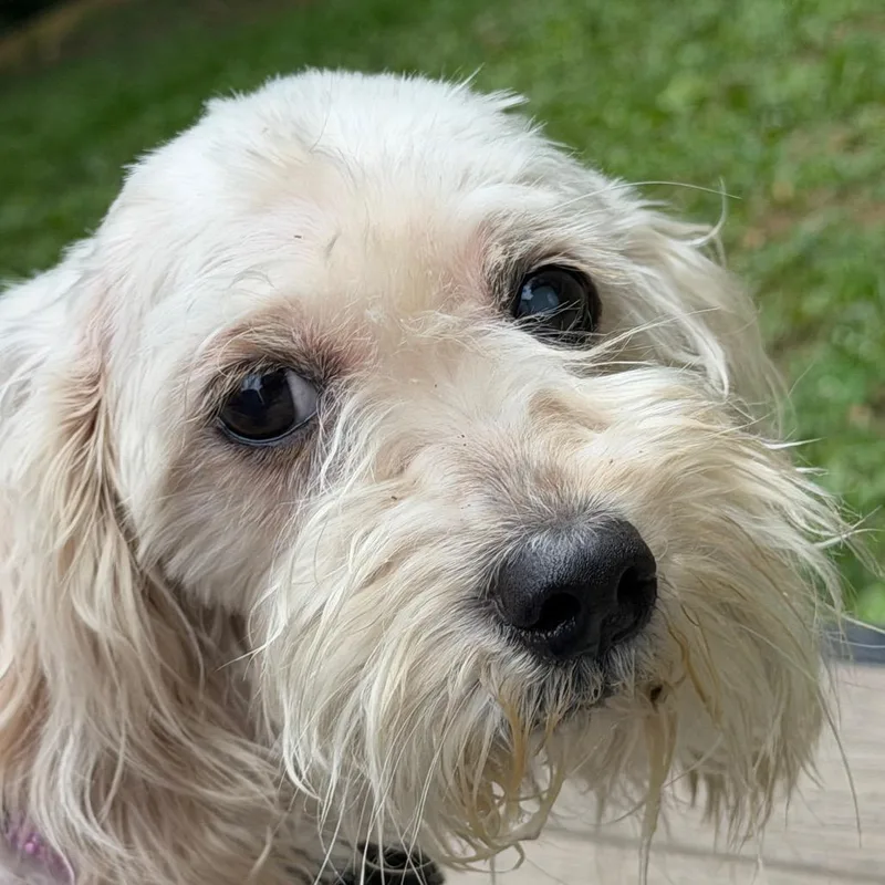An adult small-sized female White / Cream Mixed Breed dog named Stormy Reign for adoption in West Chester, PA