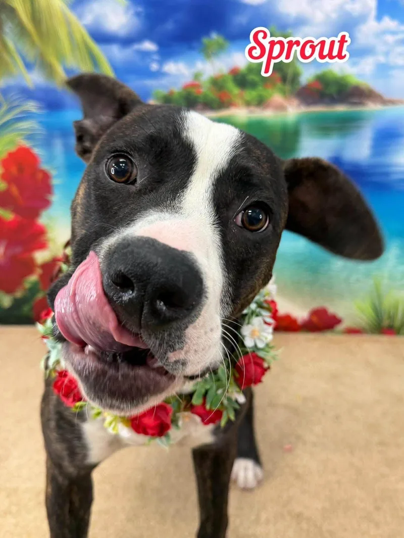 A young medium-sized female Brindle Mixed Breed dog named Sprout for adoption in Flint, MI