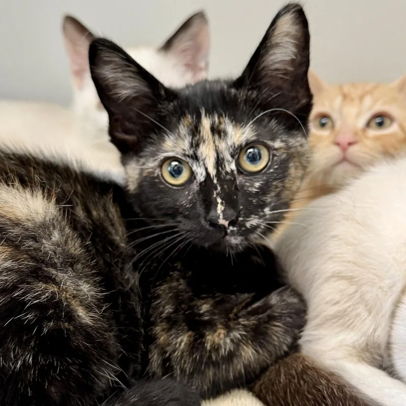 A baby small-sized female Black Domestic Short Hair cat named Harleen for adoption in Oakland, CA