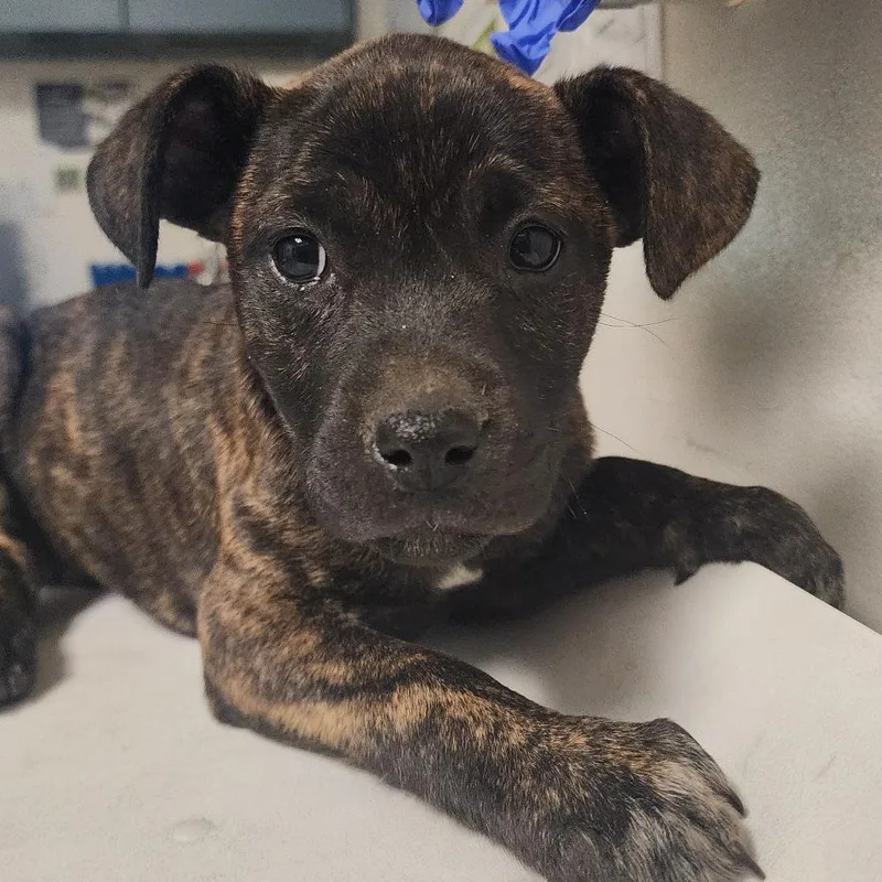 A baby medium-sized female Brindle Mixed Breed dog named Dazzling for adoption in Charleston, WV
