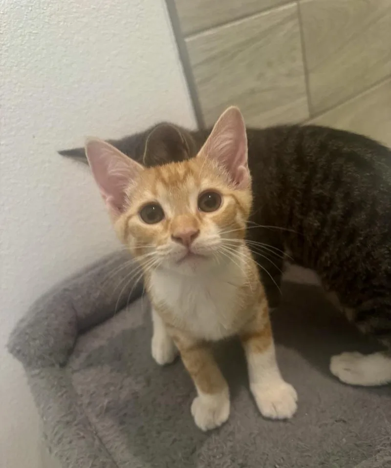 A baby small-sized male Orange & White Domestic Short Hair cat named Clutch for adoption in Dallas, TX