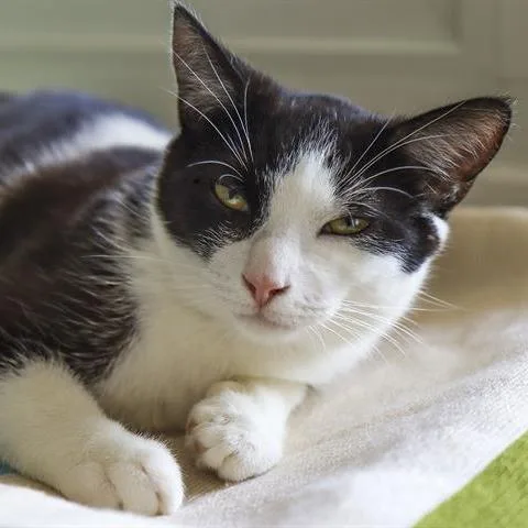 An adult extra large-sized male Black Domestic Short Hair cat named Sonny for adoption in Ojai, CA