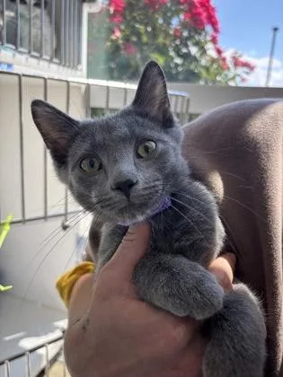 A baby small-sized male Domestic Short Hair cat named Kevin for adoption in Manteo, NC