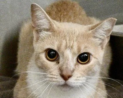 An adult small-sized female Domestic Short Hair cat named Dove for adoption in West Seneca, NY