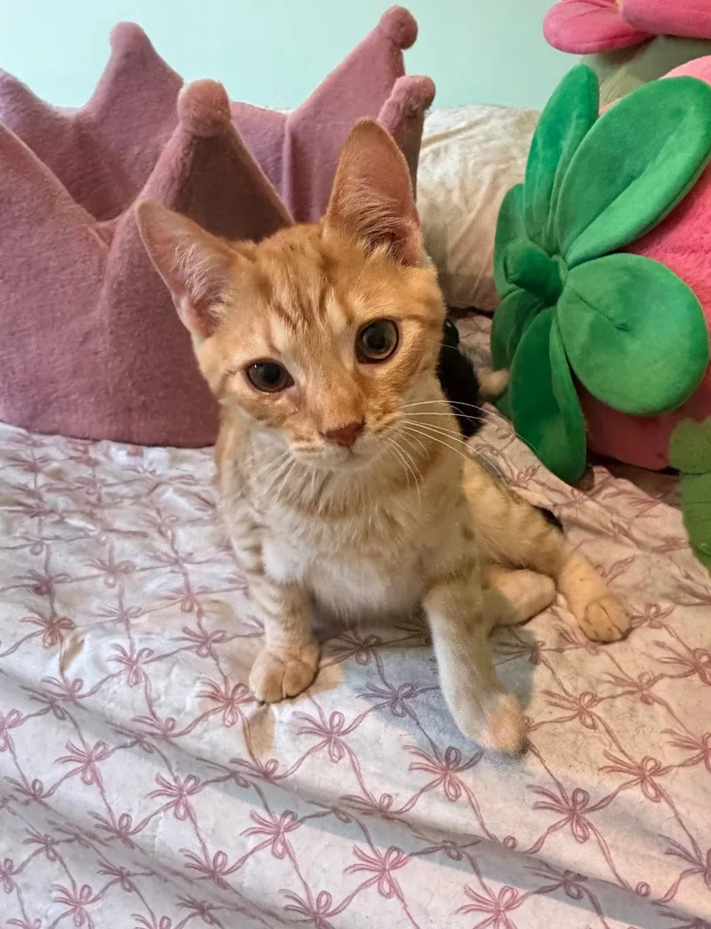 A baby small-sized male Tabby (Orange / Red) Domestic Short Hair cat named Memphis for adoption in Syosset, NY