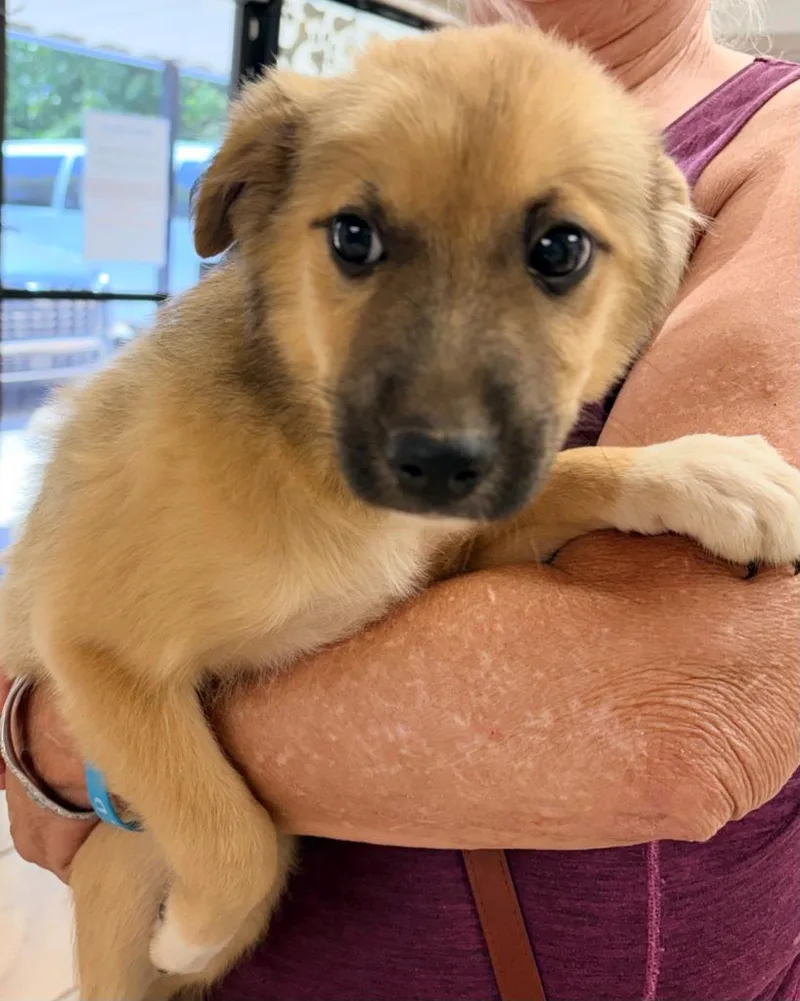 A baby medium-sized female Shepherd dog named Foxy for adoption in Batesville, AR