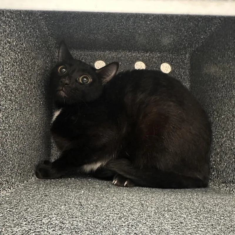 An adult medium-sized male Black Domestic Short Hair cat named Jedi for adoption in Edinburg, TX