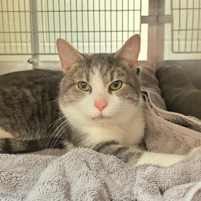 An adult large-sized male Gray / Blue / Silver Domestic Short Hair cat named Ivo for adoption in Bristol, IN
