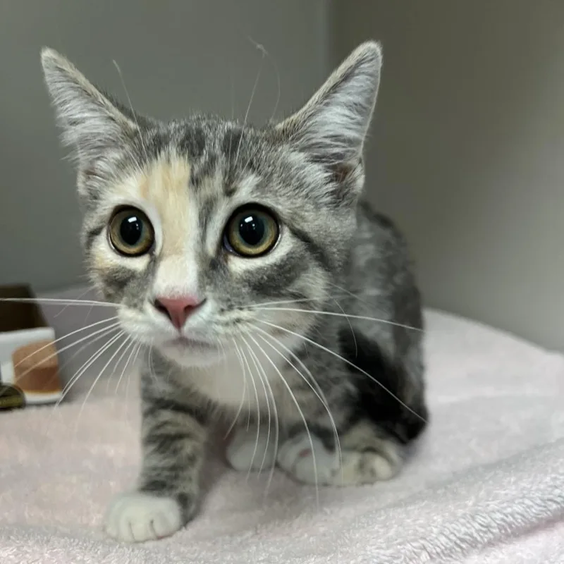A baby small-sized female Gray / Blue / Silver Domestic Short Hair cat named Bunny for adoption in Harrisonburg, VA