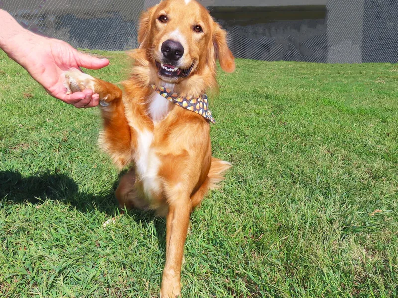 An adult medium-sized male Golden Retriever dog named Luke CB for adoption in Rogers, AR