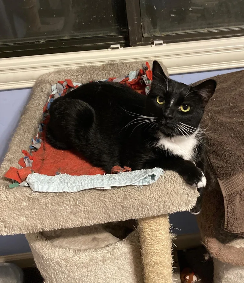 An adult medium-sized female Black Domestic Short Hair cat named Bella Babygirl for adoption in Chandler, AZ