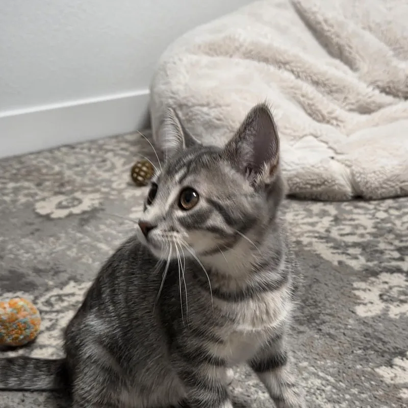 A baby small-sized male Gray / Blue / Silver Domestic Short Hair cat named Gus for adoption in Bismarck, ND