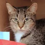 An adult medium-sized female Tabby (Brown / Chocolate) Domestic Short Hair cat named Mommy for adoption in Hilliard, OH