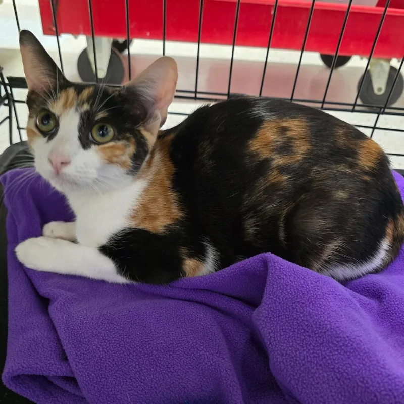 A young small-sized female Domestic Short Hair cat named Sorbet for adoption in Spokane, WA