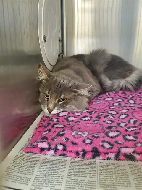 An adult medium-sized male Domestic Medium Hair cat named Milo for adoption in Castaic, CA