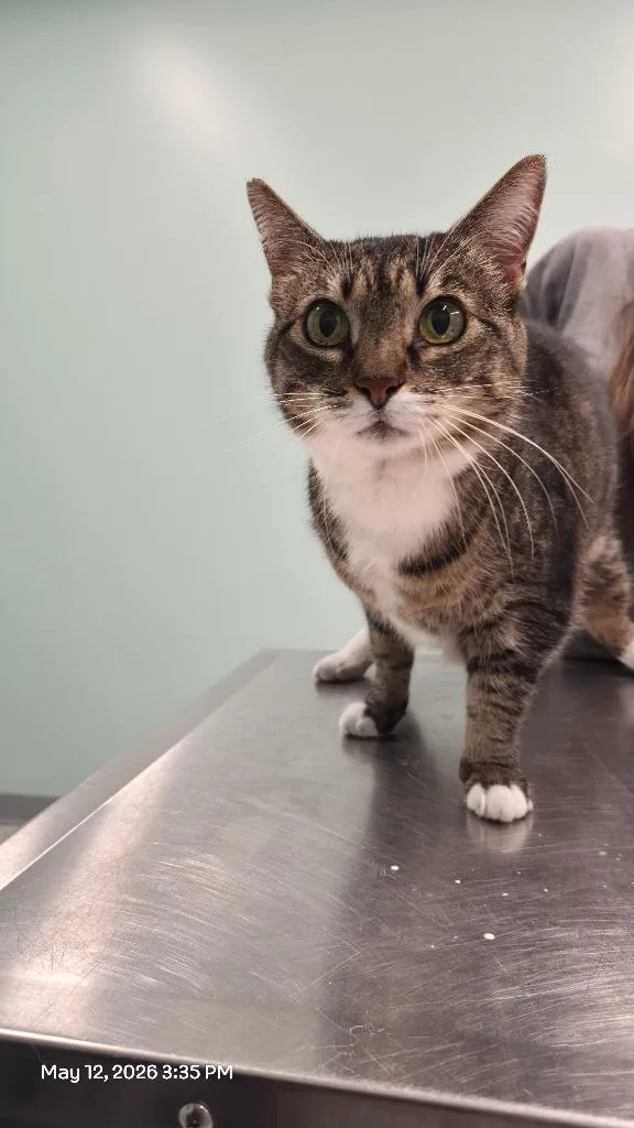 An adult medium-sized female Domestic Short Hair cat named Bells for adoption in Athens, TN