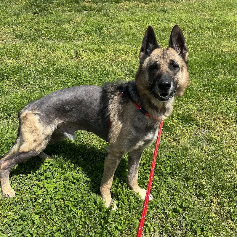 A young large-sized male German Shepherd Dog dog named Rufus for adoption in Chesterfield, MO