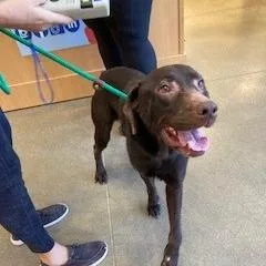An adult large-sized male Labrador Retriever dog named YORKStray for adoption in York, PA