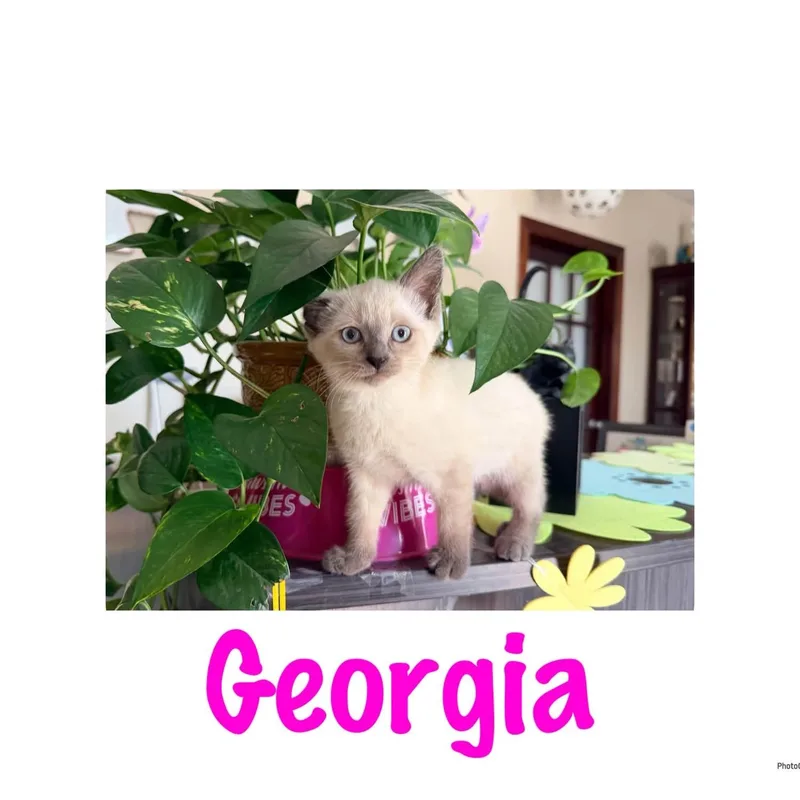 A baby small-sized female Blue Cream Domestic Short Hair cat named Georgia for adoption in Ashland, KY