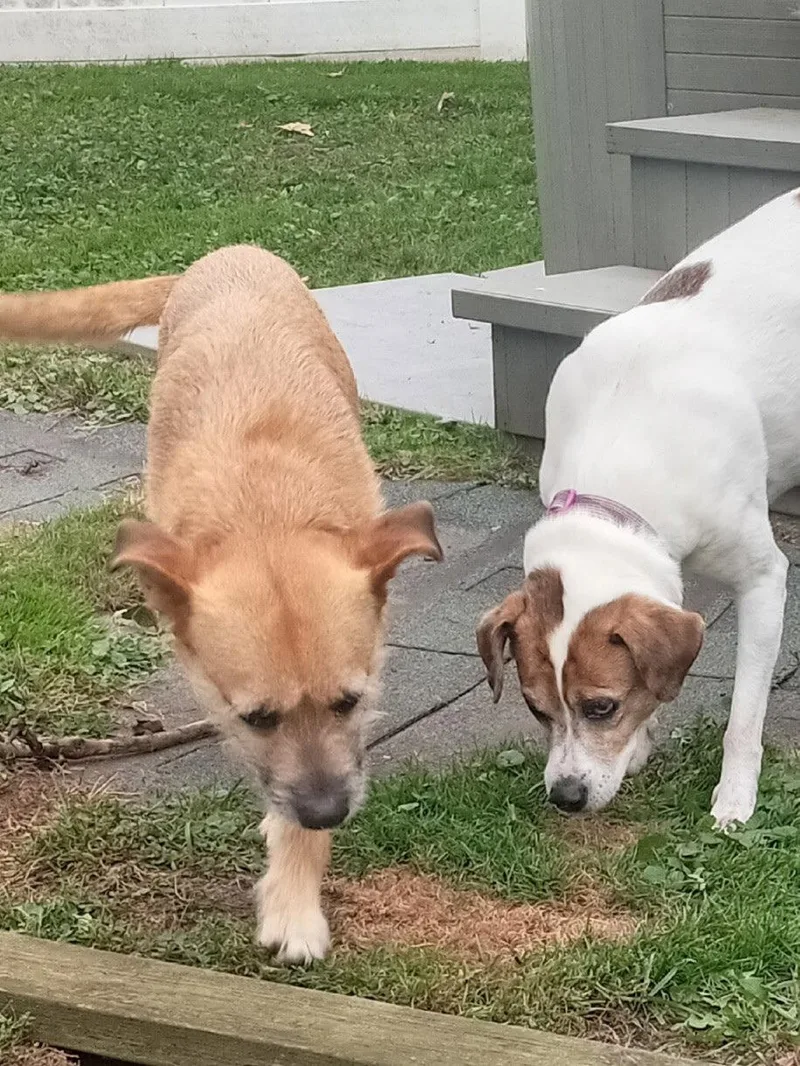 An adult medium-sized female Terrier dog named Katty for adoption in Tonawanda, NY