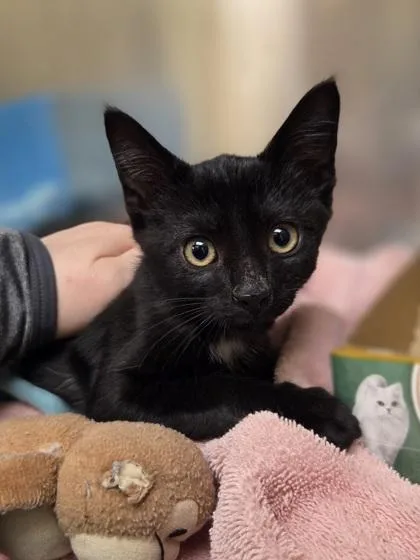 A baby small-sized male Domestic Short Hair cat named Benny the Jet for adoption in Westland, MI