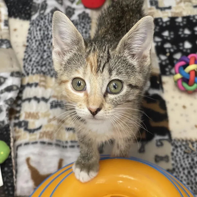 A baby small-sized female Brown / Chocolate Domestic Short Hair cat named Raisinet for adoption in Tulsa, OK