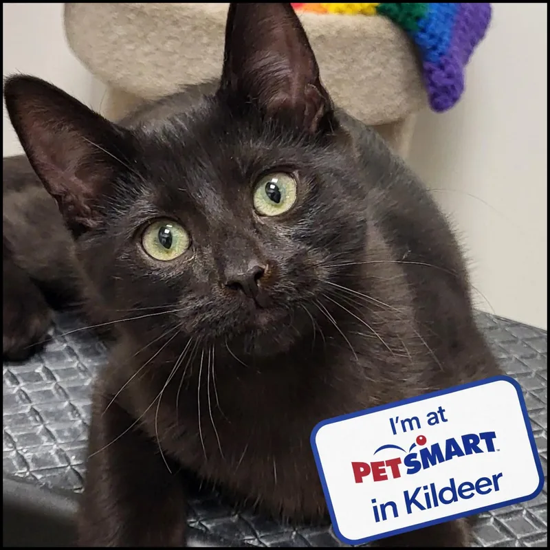 A baby medium-sized male Domestic Short Hair cat named Bertolli for adoption in Grayslake, IL