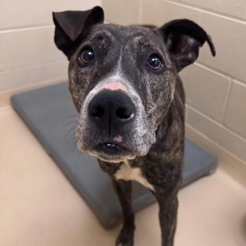 An adult medium-sized male Brindle Mixed Breed dog named Drizzle for adoption in Winston-Salem, NC