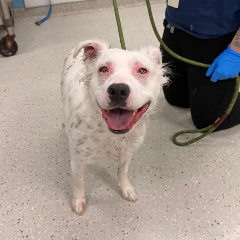 An adult medium-sized female Pit Bull Terrier dog named Sprinkle for adoption in Indianapolis, IN
