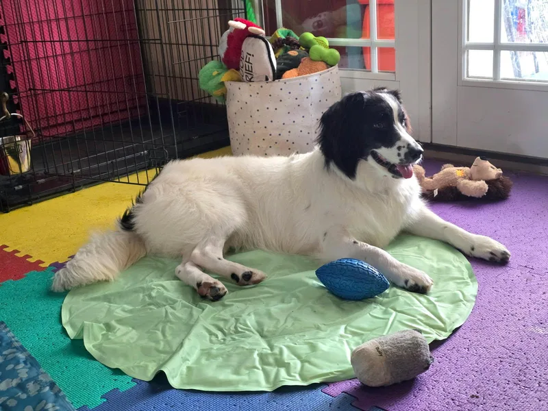 A baby medium-sized female White / Cream Border Collie dog named Lexie for adoption in Culpeper, VA